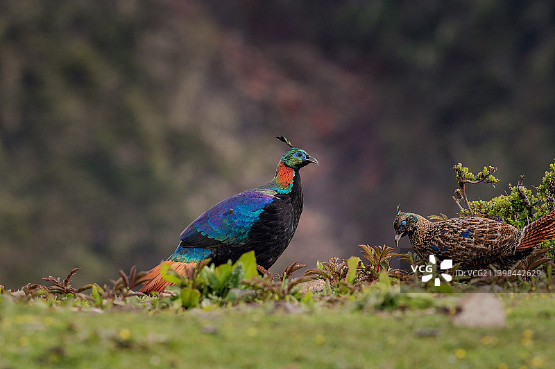 高原棕尾虹雉 （西藏）图片素材