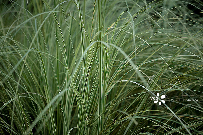 2021年11月，四川省成都市桂溪公园，细叶芒，拉手笼，细草，草，绿草，绿叶，植物，生态，环境，自然图片素材