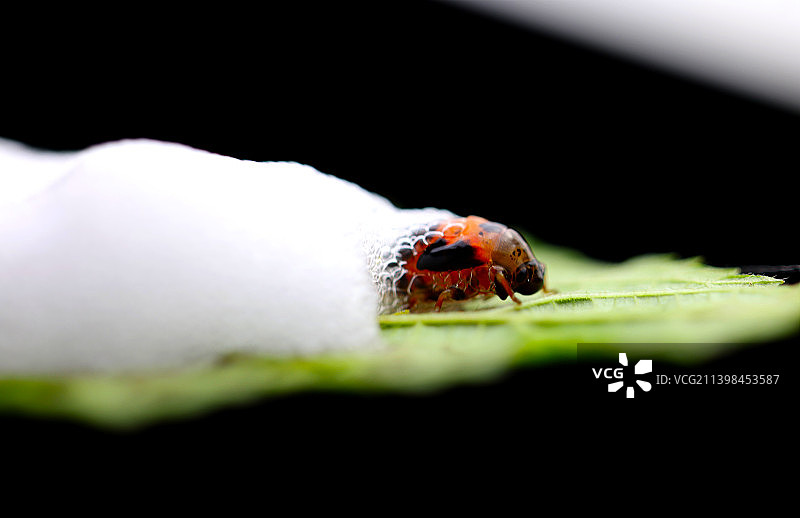 沫蝉幼虫图片素材