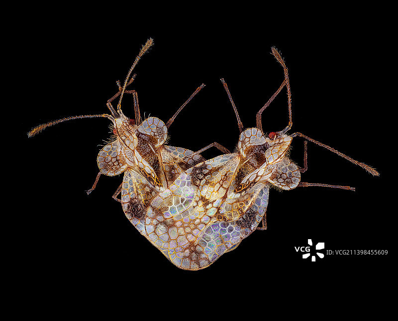 梨冠网蝽图片素材