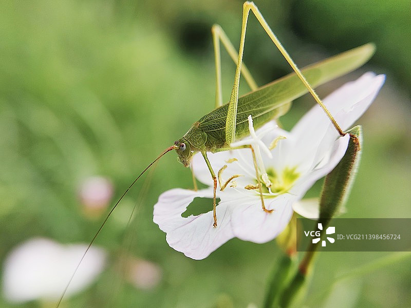 进食的蝈蝈图片素材