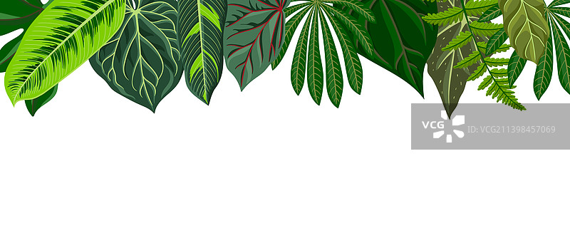 热带树叶绘画背景图片素材