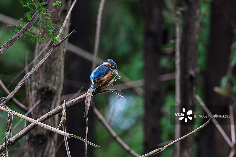 小翠鸟图片素材