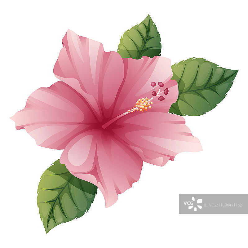 白色背景上的粉色芙蓉花图片素材