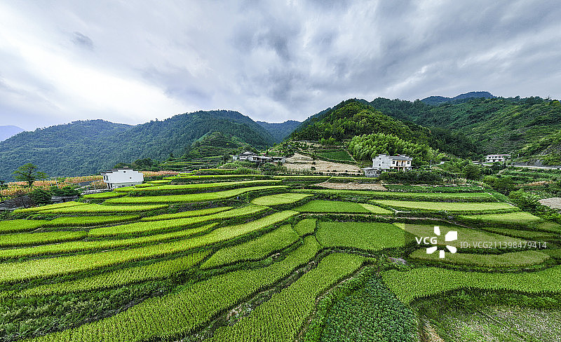 最美乡村稻花香图片素材