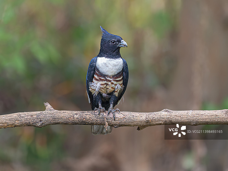 黑冠鹃隼图片素材