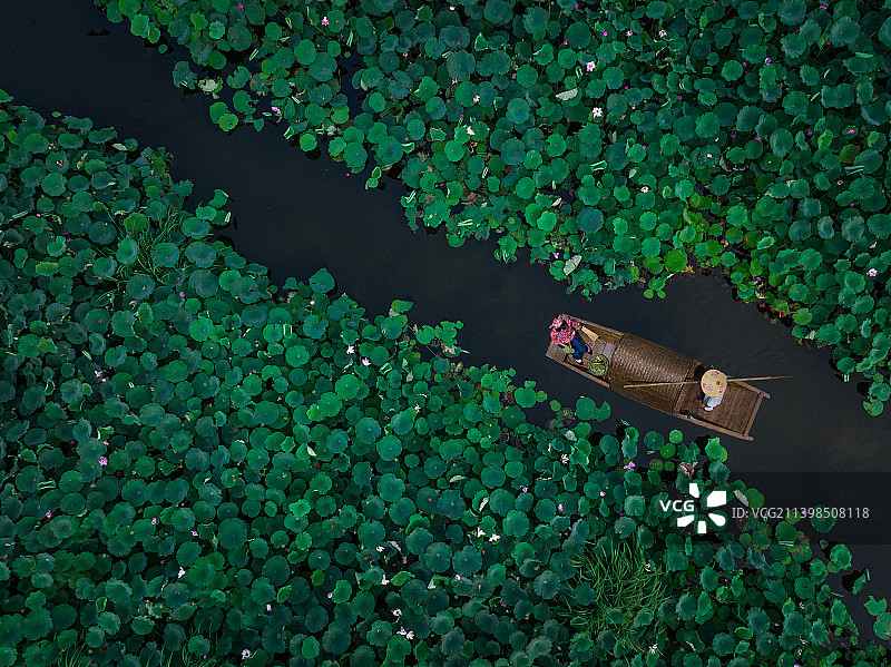 荷塘一角图片素材