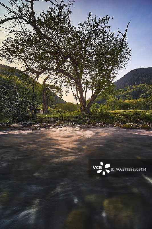 清晨的溪流与树图片素材