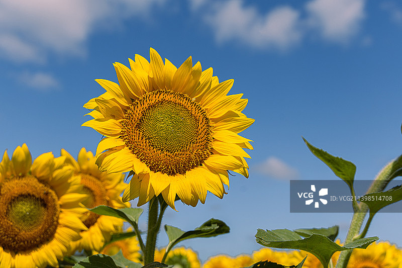 向阳而生图片素材