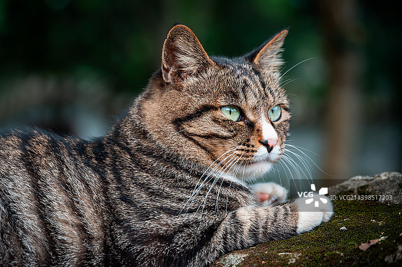 一只趴着的狸花猫特写图片素材