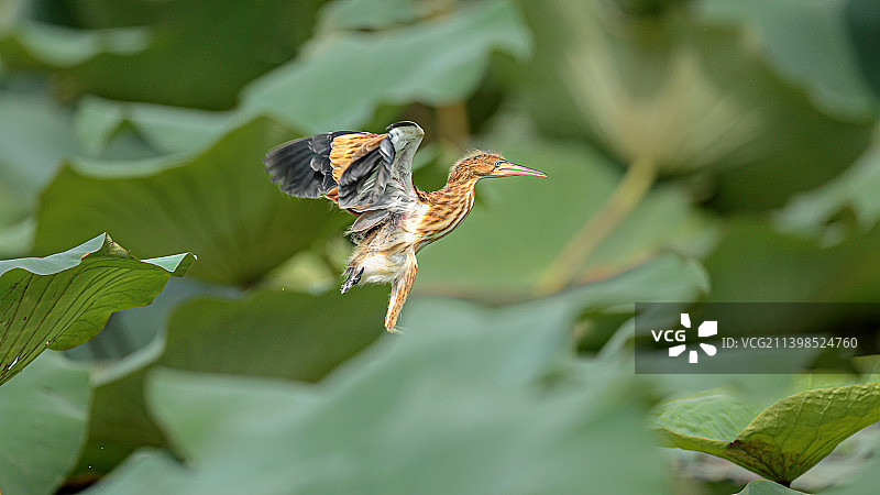 刚会飞的黄苇鳽幼鸟图片素材