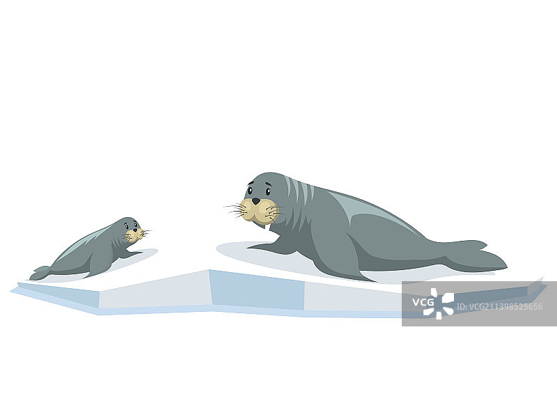 可爱的小海豹家庭卡通角色设计图片素材