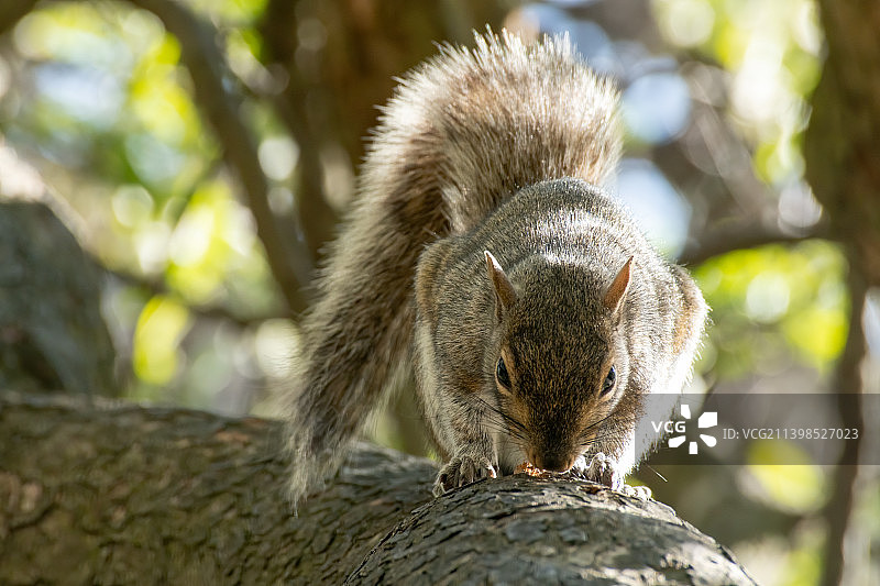 北美灰松鼠图片素材