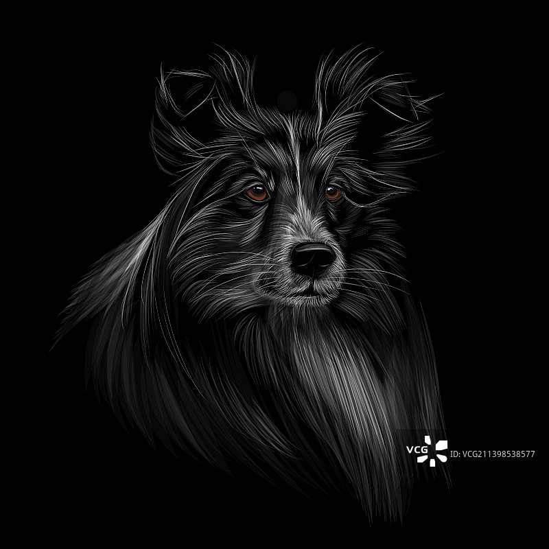 黑色背景上的喜乐蒂犬头部特写图片素材