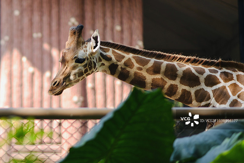 深圳野生动物园长颈鹿图片素材