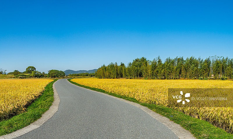 金秋稻田风光 乡村公路 汽车广告背景图 良渚古城遗址公园 杭州余杭  农村道路图片素材