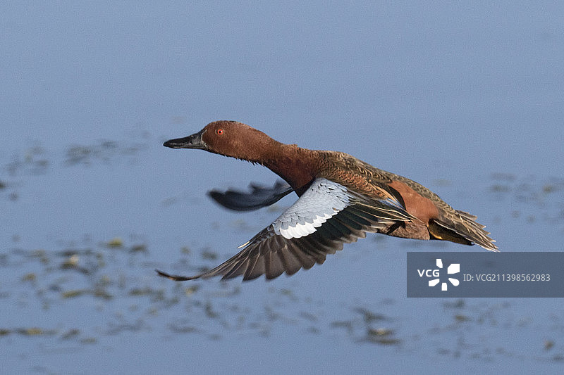 飞翔的雄性肉桂色鸭图片素材