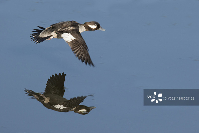 飞翔的潜鸭雌鸟倒影图片素材