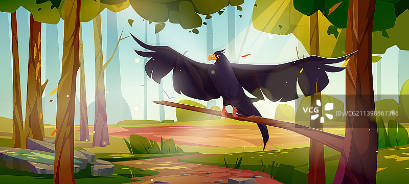 森林中栖息在树上的黑色鹰隼或鹰图片素材