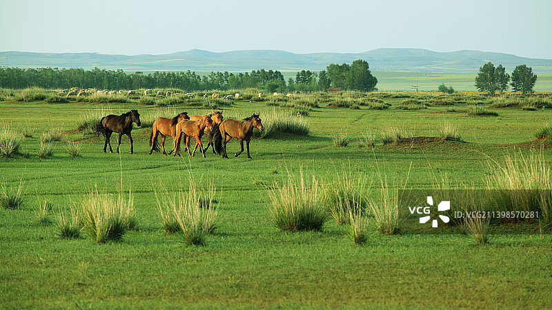 内蒙古 “希拉穆仁草原”图片素材