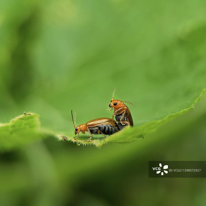 叶上昆虫特写镜头图片素材