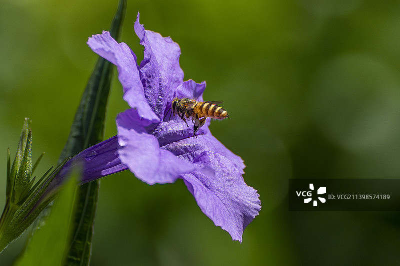 阳光下的翠芦莉花与蜜蜂图片素材