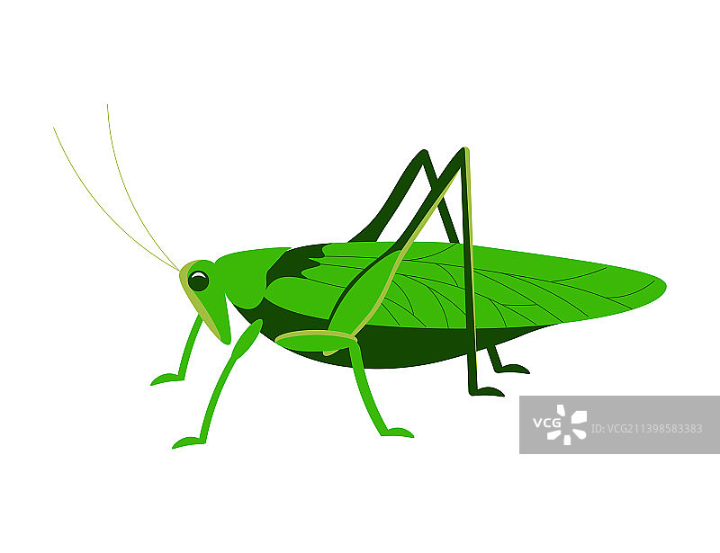 白色背景下绿色蚱蜢的侧视图图片素材