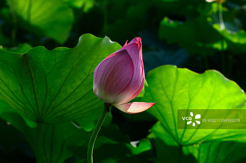 广西大学莲湖图片素材
