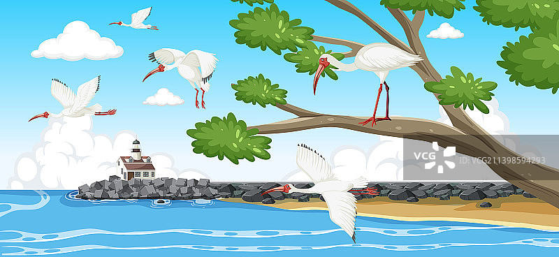 海岸边的美洲白鹮群图片素材