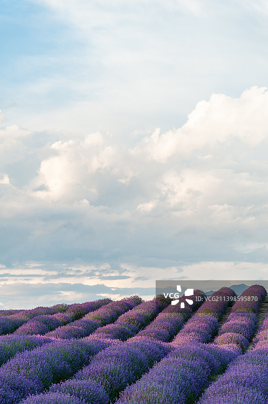 伊犁霍城紫色薰衣草普罗旺斯 解忧公主农场图片素材