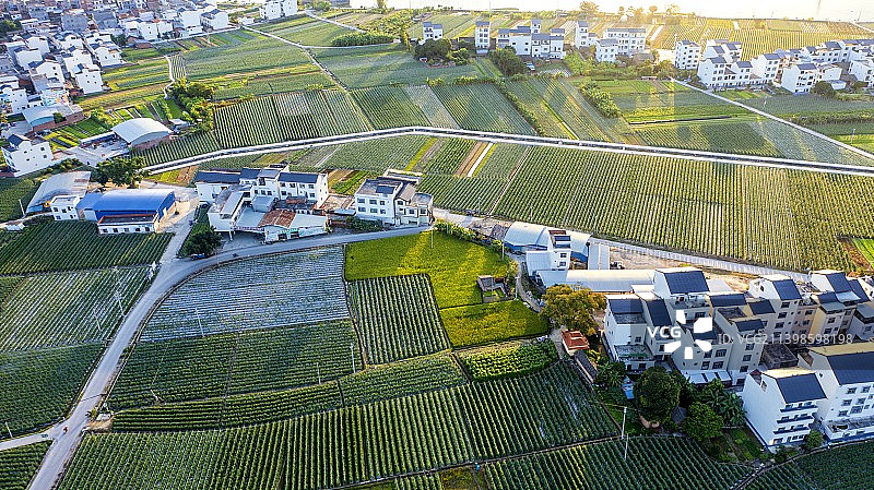 南菜北运蔬菜基地图片素材