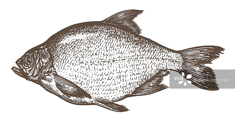 手绘复古鲷鱼素描图片素材