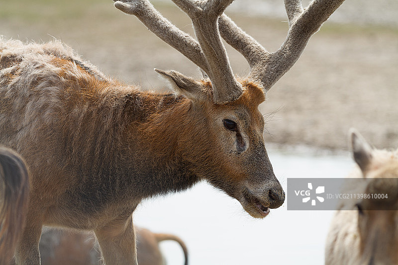 国家一级保护动物———麋鹿图片素材