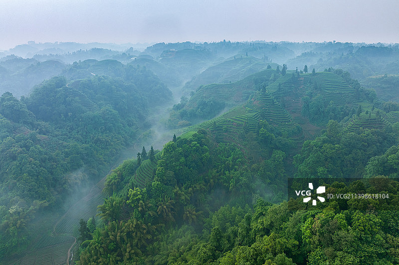 雨雾朦胧 蒙顶山 名山 峨眉山 竹叶青 优质 有机 生态 茶园 指纹茶山 明前茶图片素材