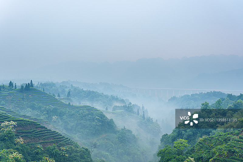 雨雾朦胧 蒙顶山 名山 峨眉山 竹叶青 优质 有机 生态 茶园 指纹茶山 明前茶图片素材