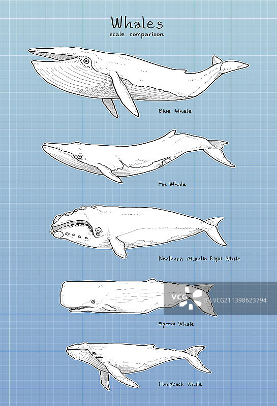 手绘鲸鱼比例对比图片素材