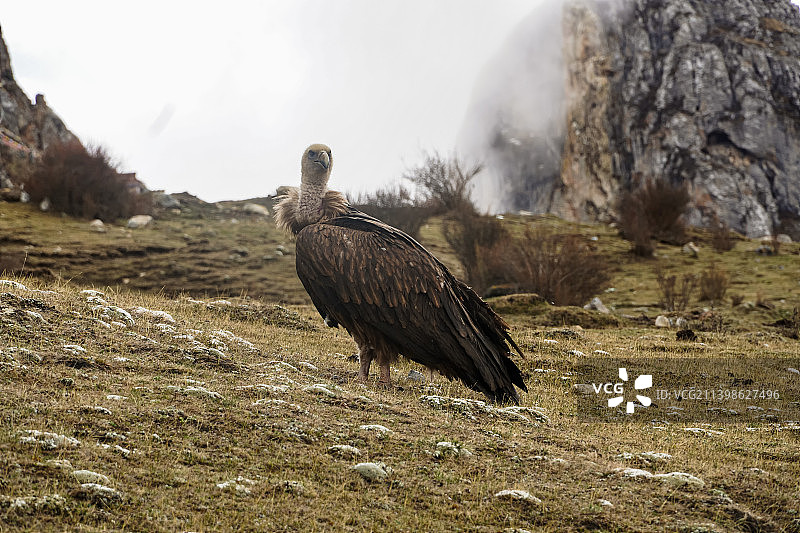 秃鹫图片素材