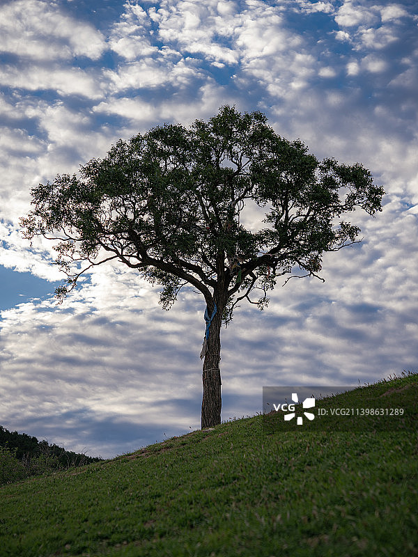 一棵树图片素材
