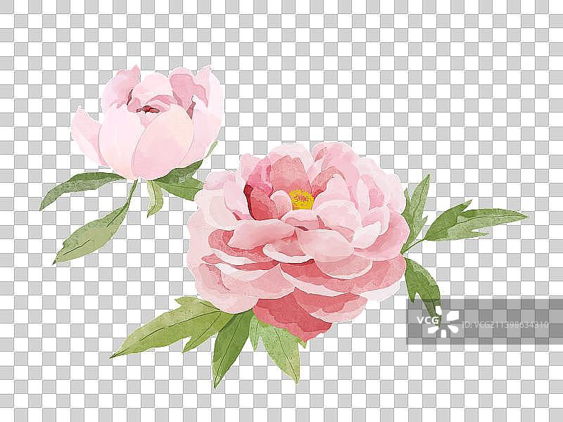 手绘水彩风牡丹花图片素材