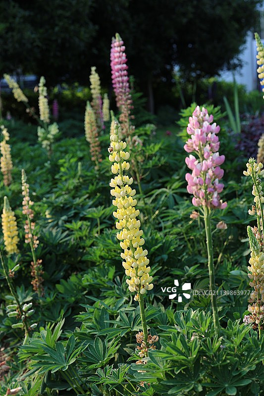 南京溧水梦华苑鲁冰花羽扇豆图片素材