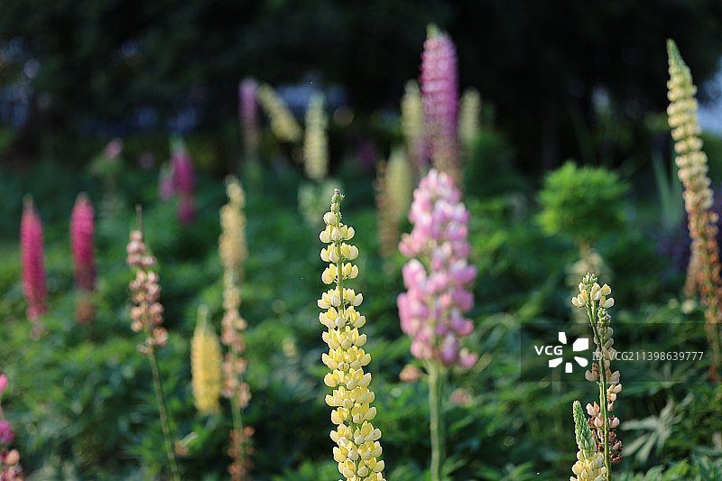 南京溧水梦华苑鲁冰花羽扇豆图片素材