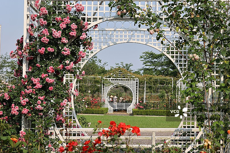 南京溧水梦华苑月季蔷薇花园图片素材