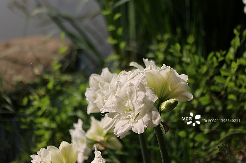 南京溧水梦华苑朱顶红图片素材