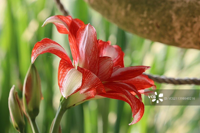 南京溧水梦华苑朱顶红图片素材