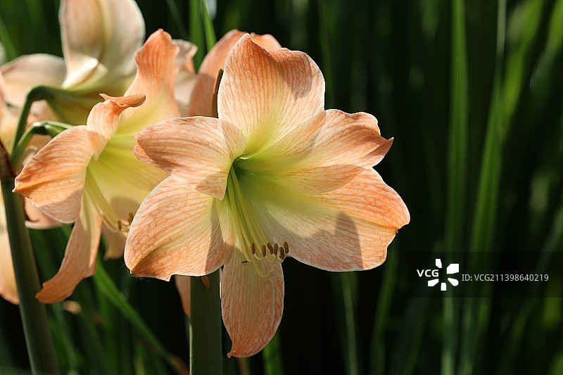 南京溧水梦华苑朱顶红图片素材