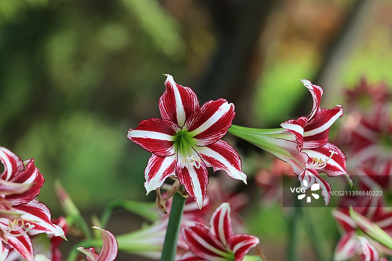 南京溧水梦华苑朱顶红图片素材
