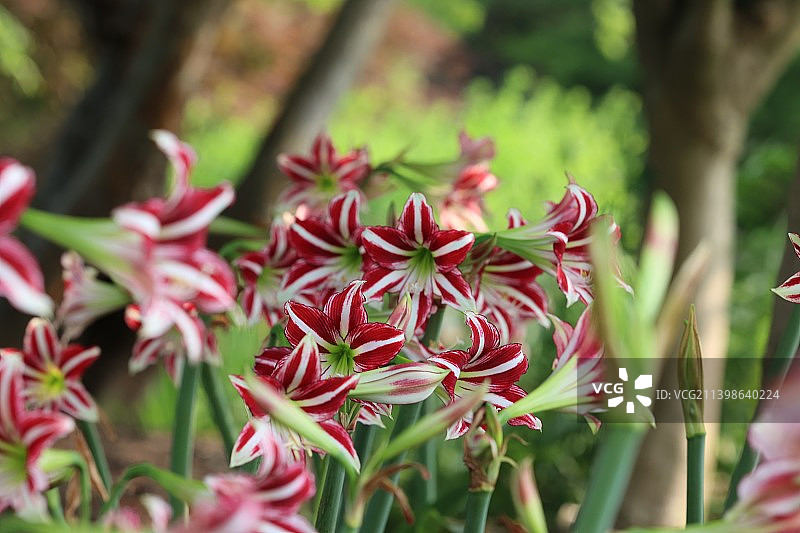 南京溧水梦华苑朱顶红图片素材