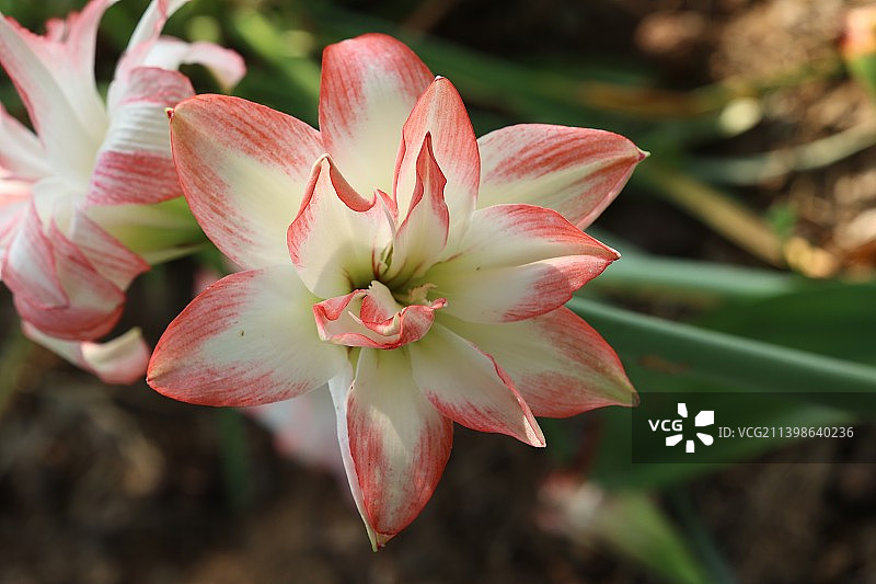 南京溧水梦华苑朱顶红图片素材