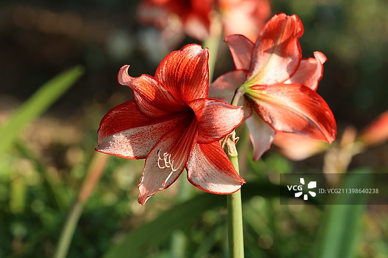 南京溧水梦华苑朱顶红图片素材