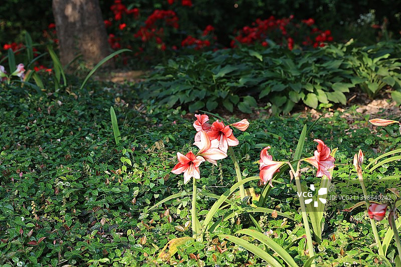 南京溧水梦华苑朱顶红图片素材